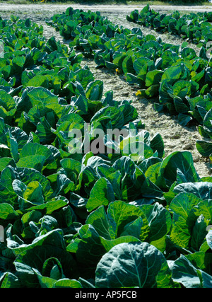 A field of ripe cabbage growing on a coastal field in north county Dublin Ireland Stock Photo