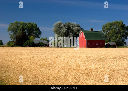 A farm near Burley Idaho with wheat field and red barn  Stock Photo