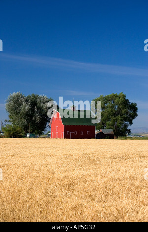 A farm near Burley Idaho with wheat field and red barn  Stock Photo