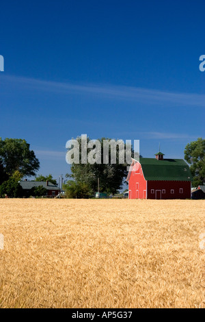 A farm near Burley Idaho with wheat field and red barn  Stock Photo