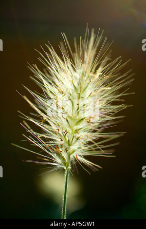 Ethiopian Fountain Grass (Pennisetum villosum) Seed Head Stock Photo