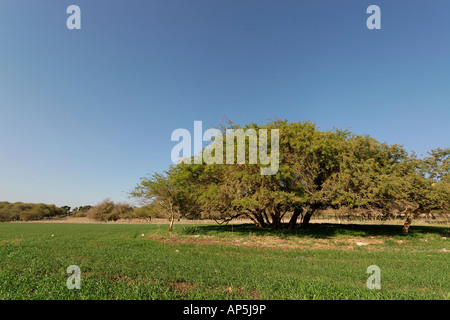 Acacia Albida trees in Tel Shimron on the borderline of Jezreel Valley and the Lower Galilee Israel Stock Photo