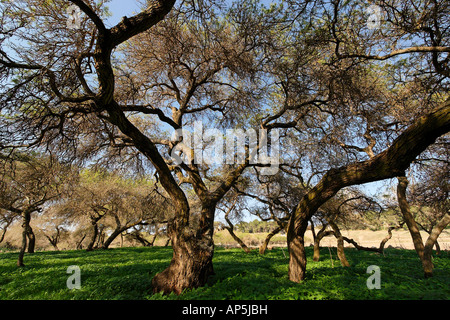 Acacia Albida trees in Tel Shimron on the borderline of Jezreel Valley and the Lower Galilee Israel Stock Photo