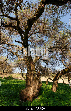 Acacia Albida trees in Tel Shimron on the borderline of Jezreel Valley and the Lower Galilee Israel Stock Photo