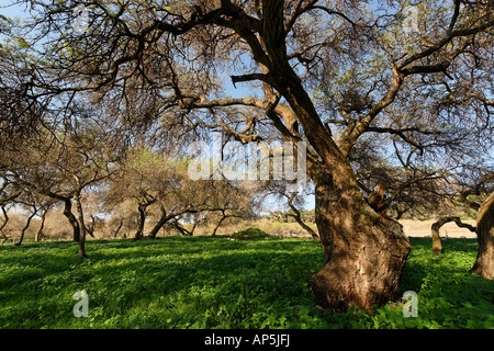 Acacia Albida trees in Tel Shimron on the borderline of Jezreel Valley and the Lower Galilee Israel Stock Photo