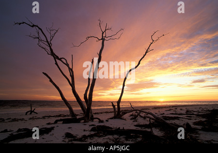 Sanibel, FL. Dead tree on Lighthouse Beach. Sunrise. Sanibel Island. Stock Photo