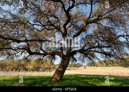 Acacia Albida trees in Tel Shimron on the borderline of Jezreel Valley and the Lower Galilee Israel Stock Photo