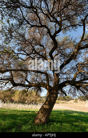 Acacia Albida trees in Tel Shimron on the borderline of Jezreel Valley and the Lower Galilee Israel Stock Photo