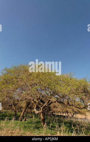 Acacia Albida trees in Tel Shimron on the borderline of Jezreel Valley and the Lower Galilee Israel Stock Photo