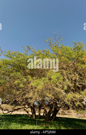 Acacia Albida trees in Tel Shimron on the borderline of Jezreel Valley and the Lower Galilee Israel Stock Photo