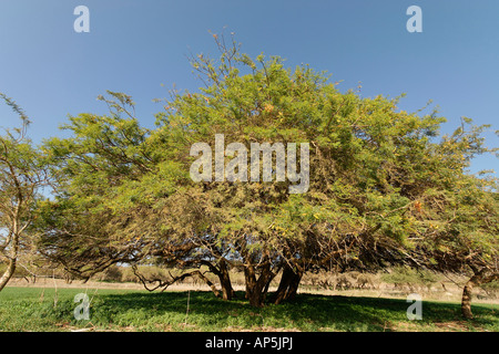 Acacia Albida trees in Tel Shimron on the borderline of Jezreel Valley and the Lower Galilee Israel Stock Photo