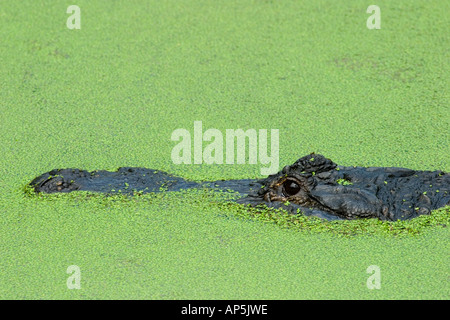 USA, Florida, Jacksonville zoo, American alligator in duck weed, Alligator mississippiensis