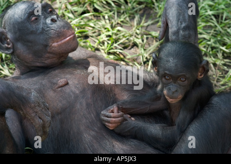 USA, Florida, Jacksonville Zoo, Bonobo chimpanzee with baby, Pan paniscus Stock Photo