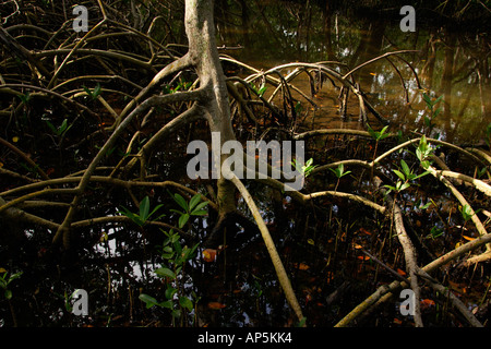 USA, Florida, Sarasota, South Lido Beach Nature trail, Red mangroves showing prop roots, Rhizophora mangle Stock Photo