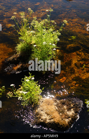 Fine leaved Water Dropwort Dartmoor National Park Devon UK Stock Photo