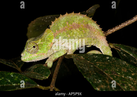 Short-horned chameleon, Calumma brevicornis, Analamazaotra Special Reserve, Andasibe-Mantadia National Park, Madagascar Stock Photo