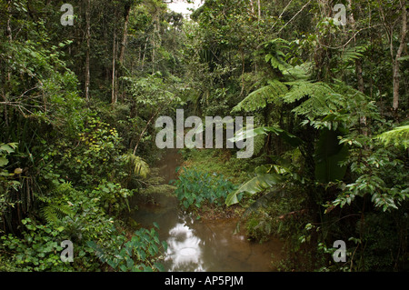 river in the rainforest, Analamazaotra Special Reserve, Andasibe-Mantadia National Park, Madagascar Stock Photo