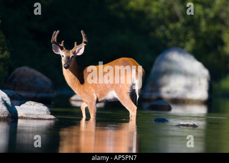 A whitetail deer buck, Odocoileus virginianus, in Katahdin Lake in Maine's Northern Forest. near Baxter State Park. Stock Photo