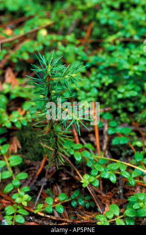 T8 R10 Wels, ME Spruce seedling in TNC's Big Reed Forest Reserve. Old growth softwood Forest. Stock Photo
