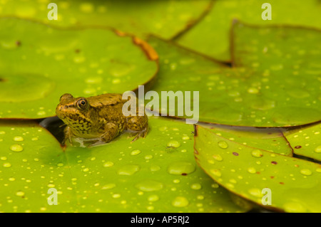 United States, Maryland, Westminster, Union Mills, Small frog on green lily pad, surrounded by lily pads covered in rain drops Stock Photo