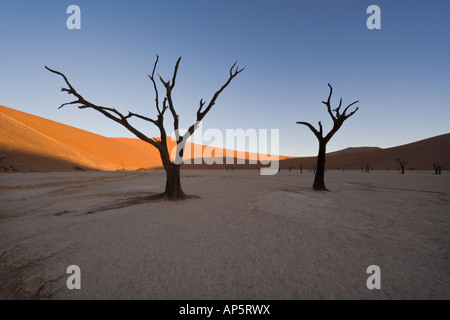 Preserved acacias in the arid Dead Vlei; part of Sossuvlei in Namib-Naukluft National Park, Namibia Stock Photo