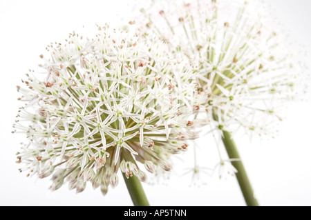 Allium karataviense Flowers Stock Photo