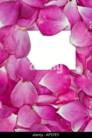 beautiful pink rose petals with white card for your message Stock Photo