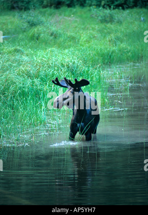 Bull Moose Feeding in Pond in Glacier National Park in Montana Stock Photo