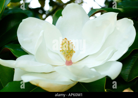 Magnolia Grandiflora Flower Stock Photo