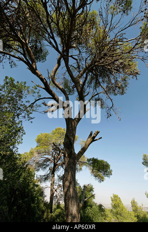 Israel Aleppo Pine Tree in the Jerusalem Mountains Stock Photo