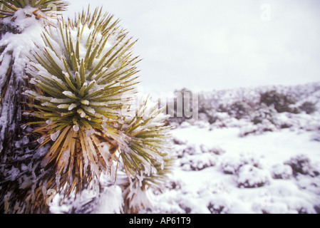 Snow covers the ground and the tops of the Joshua trees near Mt. Charleston, Just north of Las Vegas, NV. USA Stock Photo