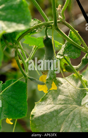 organic cucumber plant, flowers leaves Stock Photo