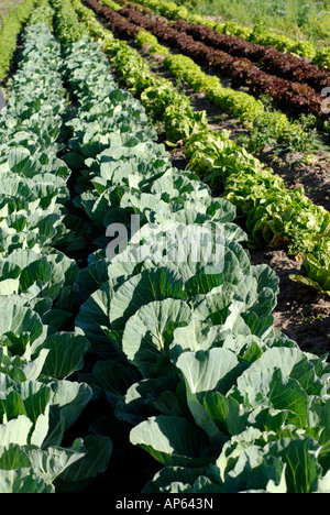 rows of cabbages green lettuce red lettuce in an organic plantation Stock Photo