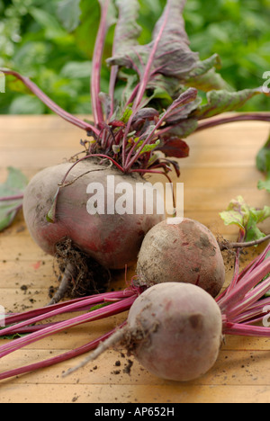 freshly picked organic beetroots on wooden tray soft focus on other beetroots growing behind Stock Photo