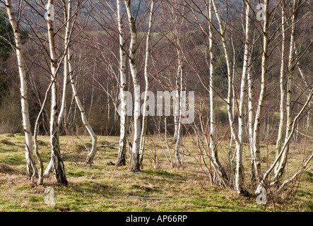 Silver birches in winter. Betula pendula Stock Photo