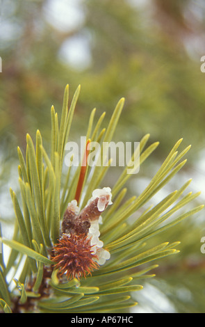 Lodgepole Pine (pinus contorta) with immature cones and ice on branch tip. Umatilla National Forest. Oregon, USA Stock Photo