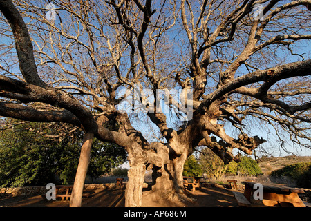 Israel the Upper Galilee Atlantic Pistachio Pistacia Atlantica tree in Kadesh valley Stock Photo