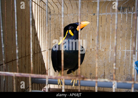Hill Myna in a cage outside a pet shop in Malaysia Stock Photo