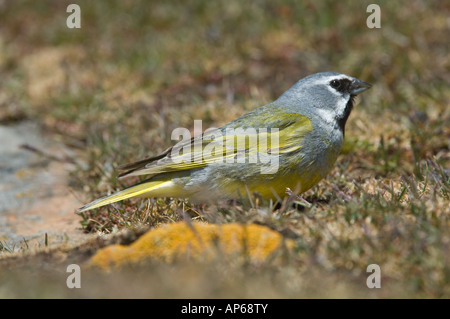 Black throated Canary winged Finch Melanodera melanodera male sitting in grass The Neck Saunders Island West Falkland Atlantic Stock Photo