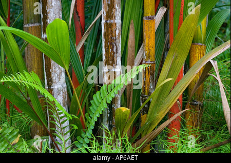 Red stems and green leaves of the Red Sealing Wax Palms Cyrtostachys renda Sabah Malaysia Stock Photo