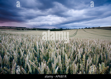 Heavy storm clouds gather above a wheat field in Gloucestershire during the severe weather of July 2007, UK Stock Photo