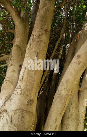 Israel Jerusalem The trunk of the Laurel tree Laurus Nobilis by the British War Cemetery on Mount Scopus Stock Photo