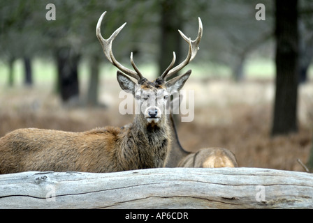 Red Deer United Kingdom Stock Photo