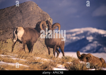 USA, Wyoming, Bighorn Ram (Ovis canadensis) in November. Whiskey Mountain, Wind River Mountains, near Dubois Stock Photo