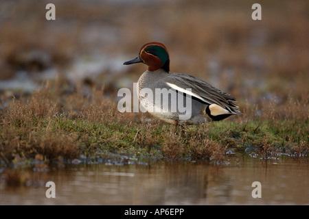 Teal Anas crecca Male Norfolk Winter Stock Photo