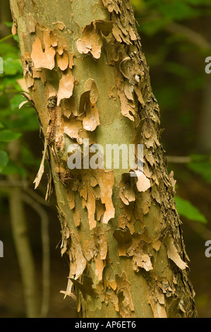 United States, Virginia, McLean, Scotts Run Nature Preserve, Sycamore tree trunk with bark peeling off Stock Photo