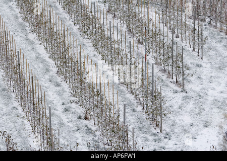 rows of apples trees in winter snow Stock Photo
