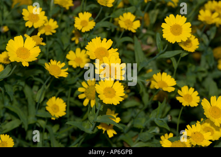 Stinking Chamomile (Anthemis cotula) Stock Photo