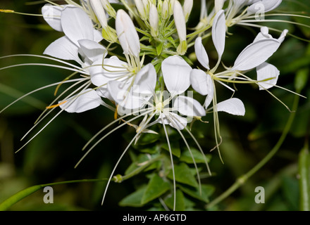 Spider Flower (Cleome hassleriana) Stock Photo