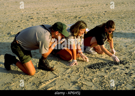 Kemp s Ridley Sea Turtle Lepidochelys Kempi hatchling release Stock Photo